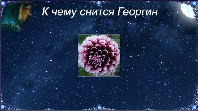 К чему снится Георгин (Сонник)