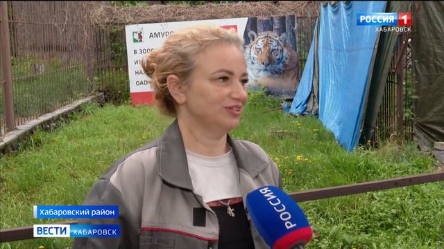 Новая тигрица из зоосада "Приамурский" спустя месяц показалась публике
