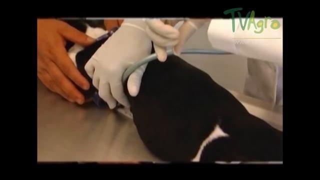 Cuáles Son Los Sintomas De La Parásitosis En Mascotas - TvAgro Por Juan Gonzalo Angel