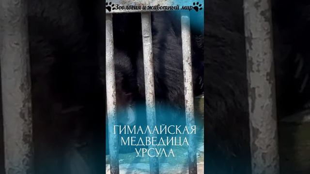 Гималайская медведица Урсула очень любит яблоки) Живет она в Ростовском зоопарке.