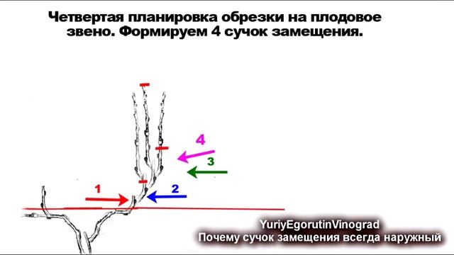 ? Не соблюдая  это правило обрезки даже не думайте об урожае. Школа виноградаря. Часть № 11.
