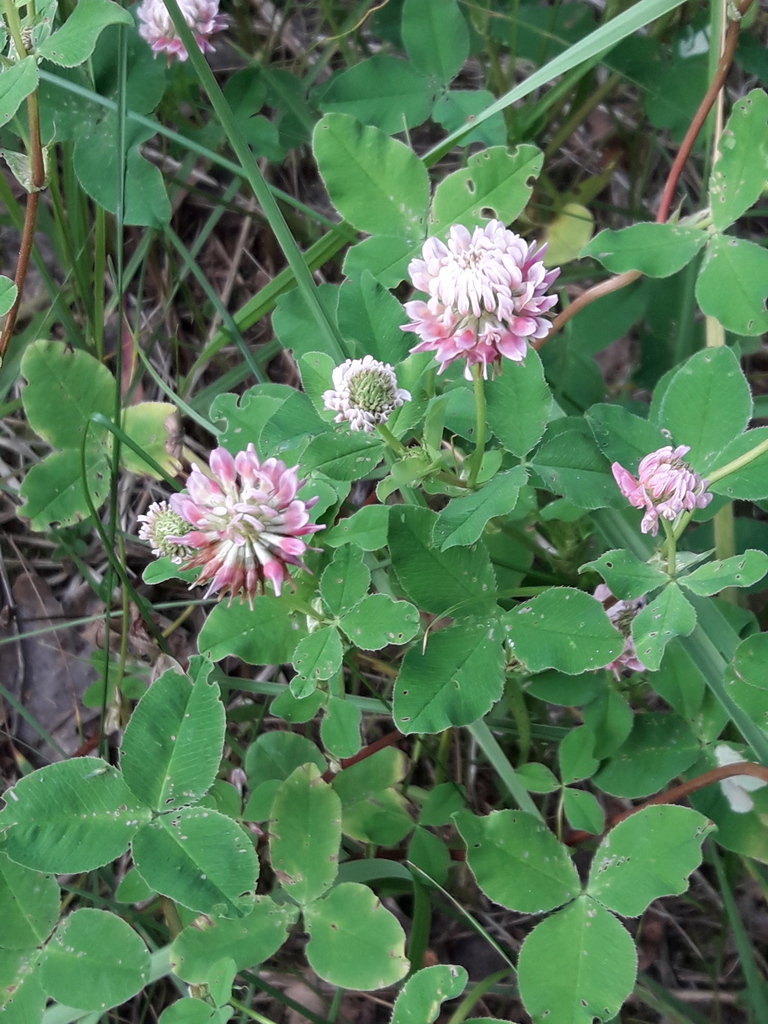 177. Клевер гибридный - Trifolium hybridum