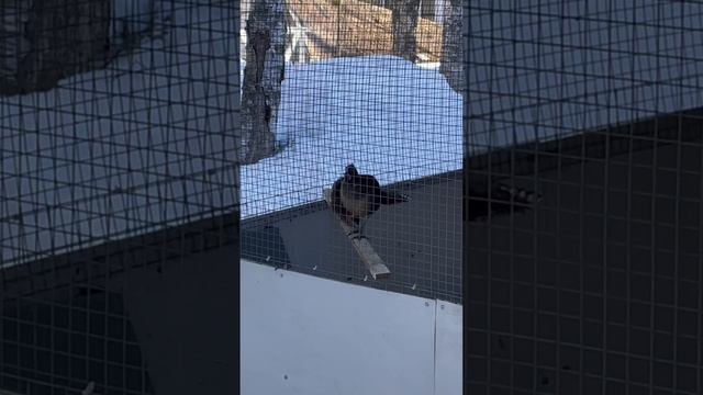Алмазный фазан в питомнике птиц «РЕЧНАЯ ДЕРЕВНЯ"