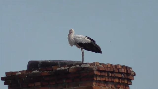 Аист на крыше Дома Культуры в Липецкой области.