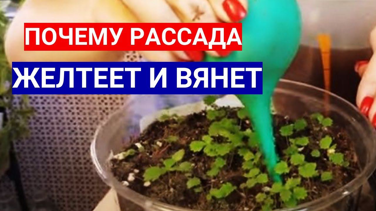 ПОЧЕМУ ВСХОДЫ ЗЕМЛЯНИКИ ЖЕЛТЕЮТ  - СРОЧНАЯ ПОДКОРМКА!  НАТУРАЛЬНОЕ УДОБРЕНИЕ ДЛЯ ЗЕМЛЯНИКИ