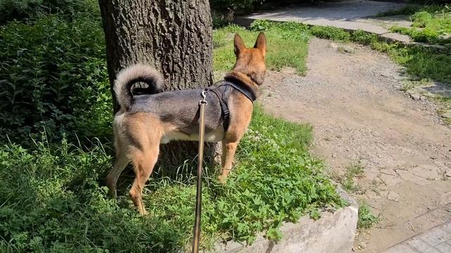 Гуляем.