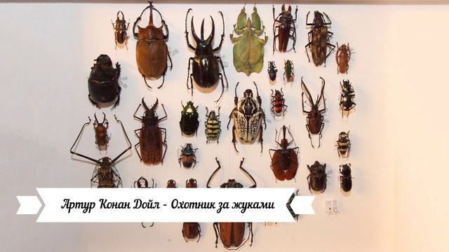 Артур Конан Дойл - Охотник за жуками