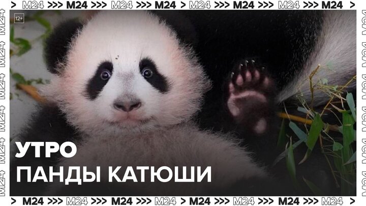 В столичном зоопарке показали, как панда Катюша проводит утро - Москва 24