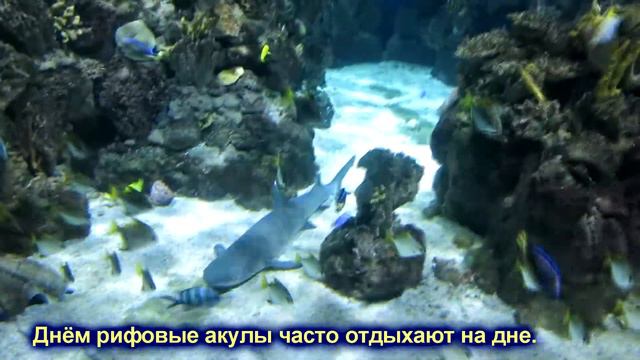 рифовая акула