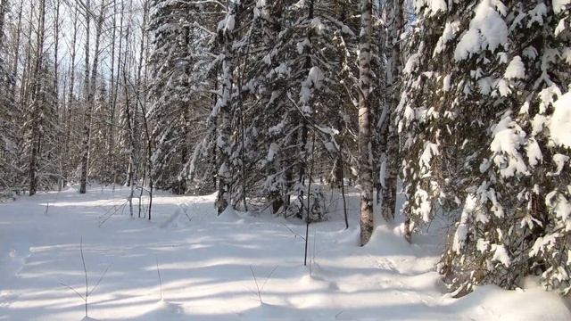  70кг чаги. Поездка в лес. Природа.