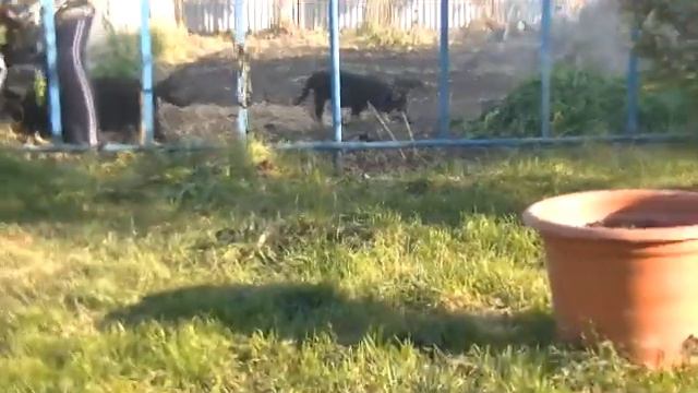 Продаются ВЕО-малыши (30.07.2016)
