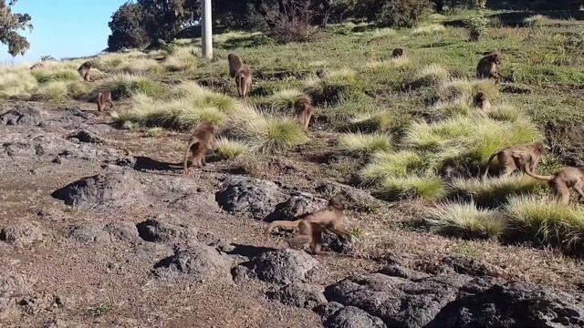 The Unique Baboons-Gelada Ethiopia
