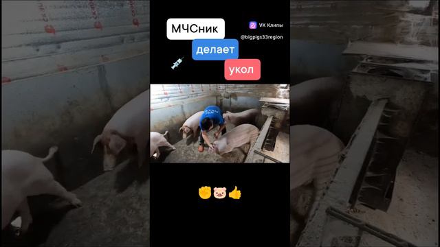 МЧСник делает укол поросенку