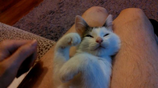 Котёнок в отрубе.