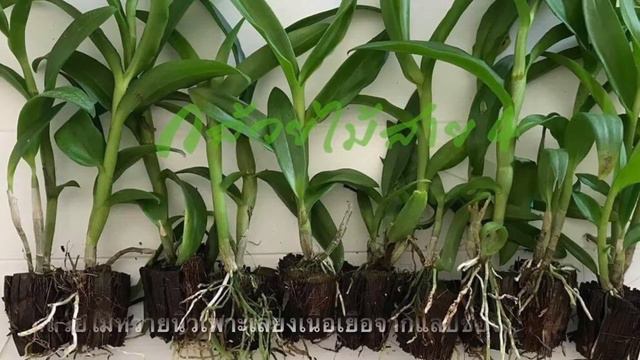 กล้วยไม้หวายนิ้ว พิงค์ แองเจิ้ล (Dendrobium Pink Angel Young Orchid Plant) จาก กล้วยไม้สาย4