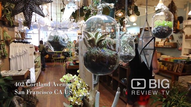 Succulence, a Florist in San Francisco CA for Succulents or for Potted Plants