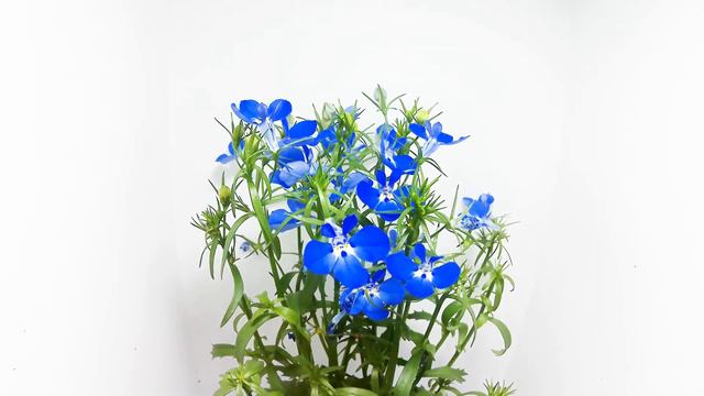 ロベリアの開花（花の開花# 411) / Blooming Lobelia (Timelapse)