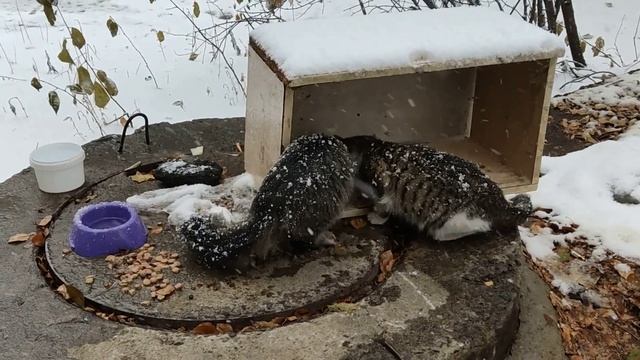 Как кормить котиков в снегопад