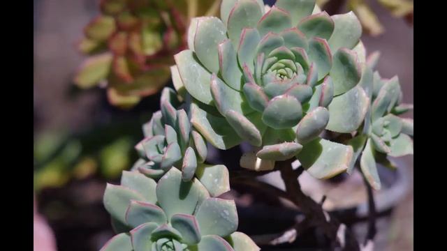 Pentax K-01- Part 3- Using Manual old Pentax lenses including M42 Takumar lenses- Sample photos