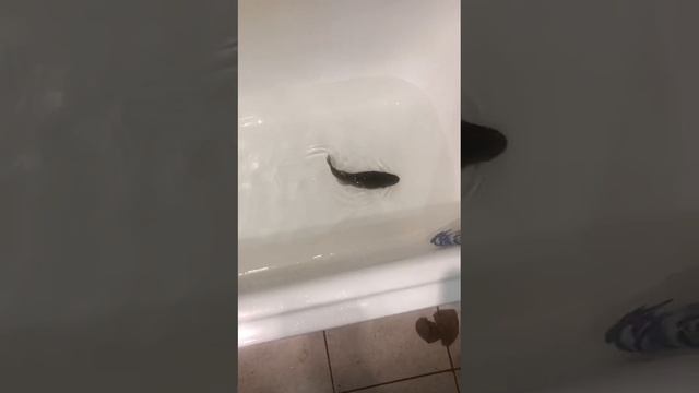 Смотреть видео онлайн