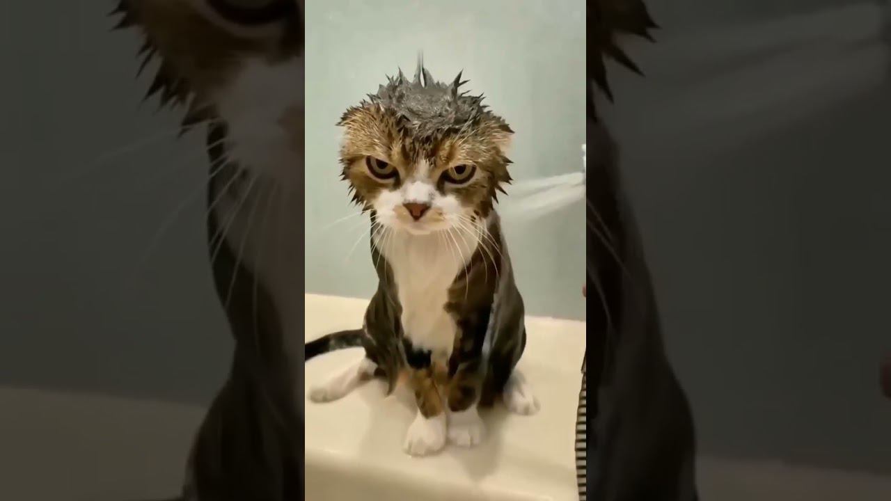 Cute pets  #shorts