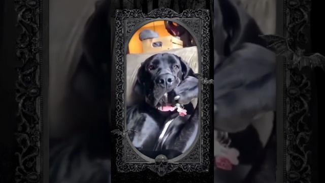 собака - философ по кличке Диоген