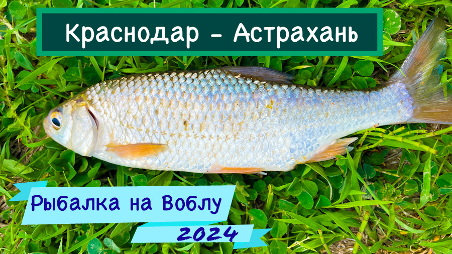 Рыбалка на воблу в Астрахани из Краснодара.