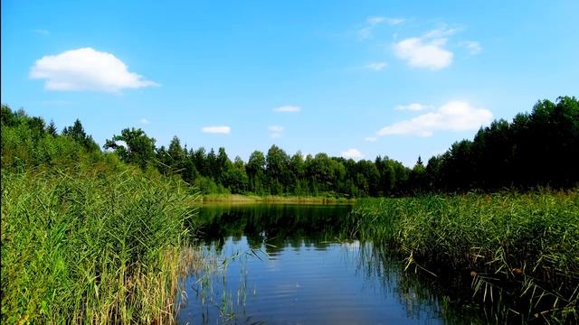 Расслабляющее пение птиц у спокойной реки. Летняя атмосфера у реки. Звуки природы для сна.