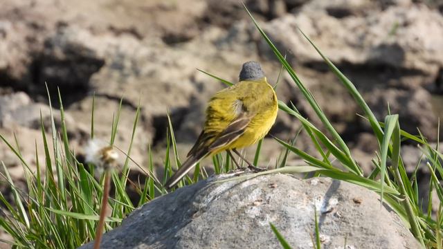 Желтая Трясогузка самец, наблюдение птиц в Новгородской области, Вяжищи, 26 мая 2024