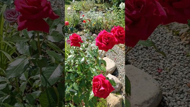 Розы в моем саду