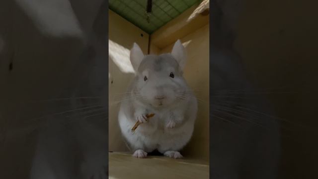 Беляш просто ест🐹А я мешаю😄