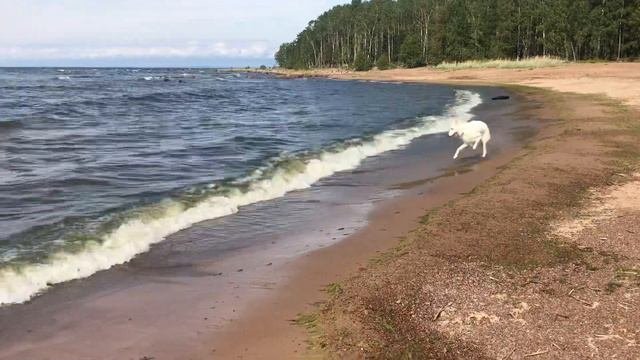 Белая швейцарская овчарка (БШО) резвится в море.