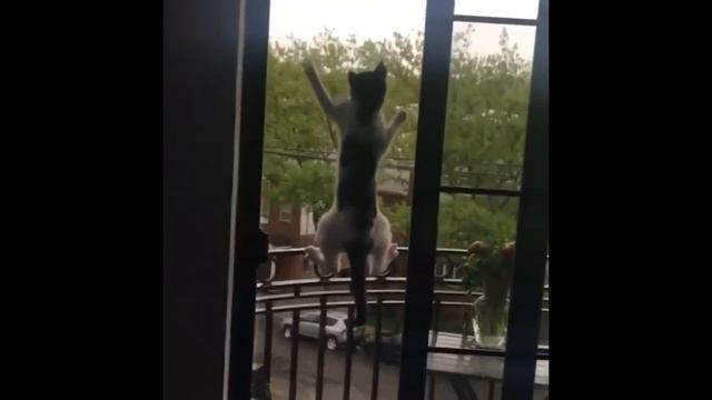 Смешные коты, кошки и другие животные (funny cats 2019) – ЗАПРЕЩЕНО УНЫВАТЬ, ОГНЕННЫЕ КОТЕЙКИ