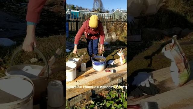 Побелка деревьев осенью.