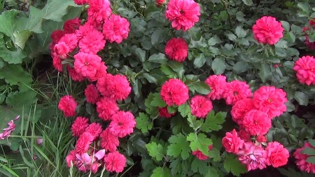 Бордюрные розы. Fillets rose.