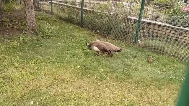 Затишье Брянской области санаторий.
