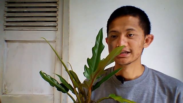 #RamadanTalk Eps. 06: Waddah Al-Yaman x Philodendron "Keris" / Philodendron "Gergaji"