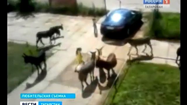 ослики в челнах