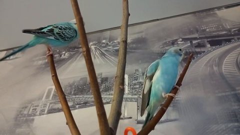 ЧТО ДЕЛАТЬ, ЕСЛИ Волнистый Попугай ЧИХАЕТ? -ОТВЕТ ТУТ❗ *2 часть