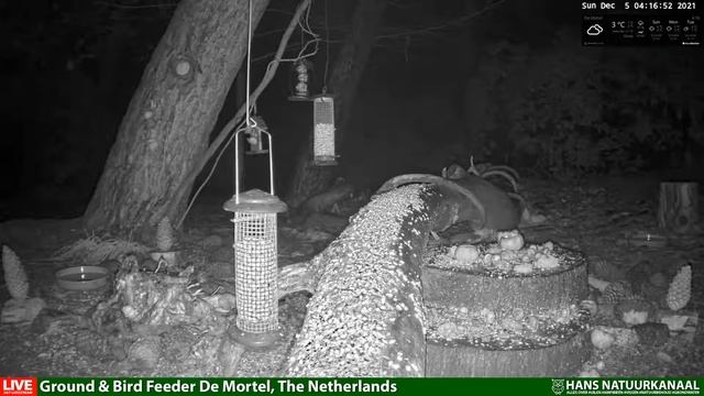 LIVE Forest Wildlife Night Camera - midnight till dawn 2021-12-05 00:01