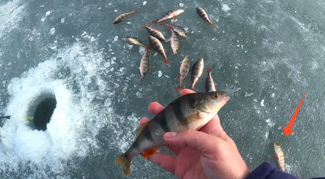 Зимняя рыбалка 2024 / Активный клёв окуня / Жор окуня в феврале / Клёвая рыбалка