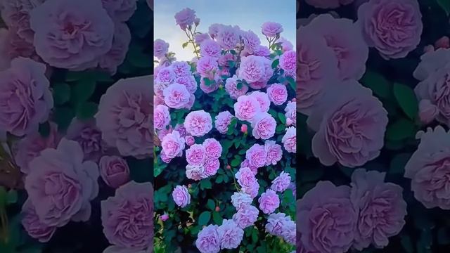 Ух ты, какой чудесный сад пурпурных роз