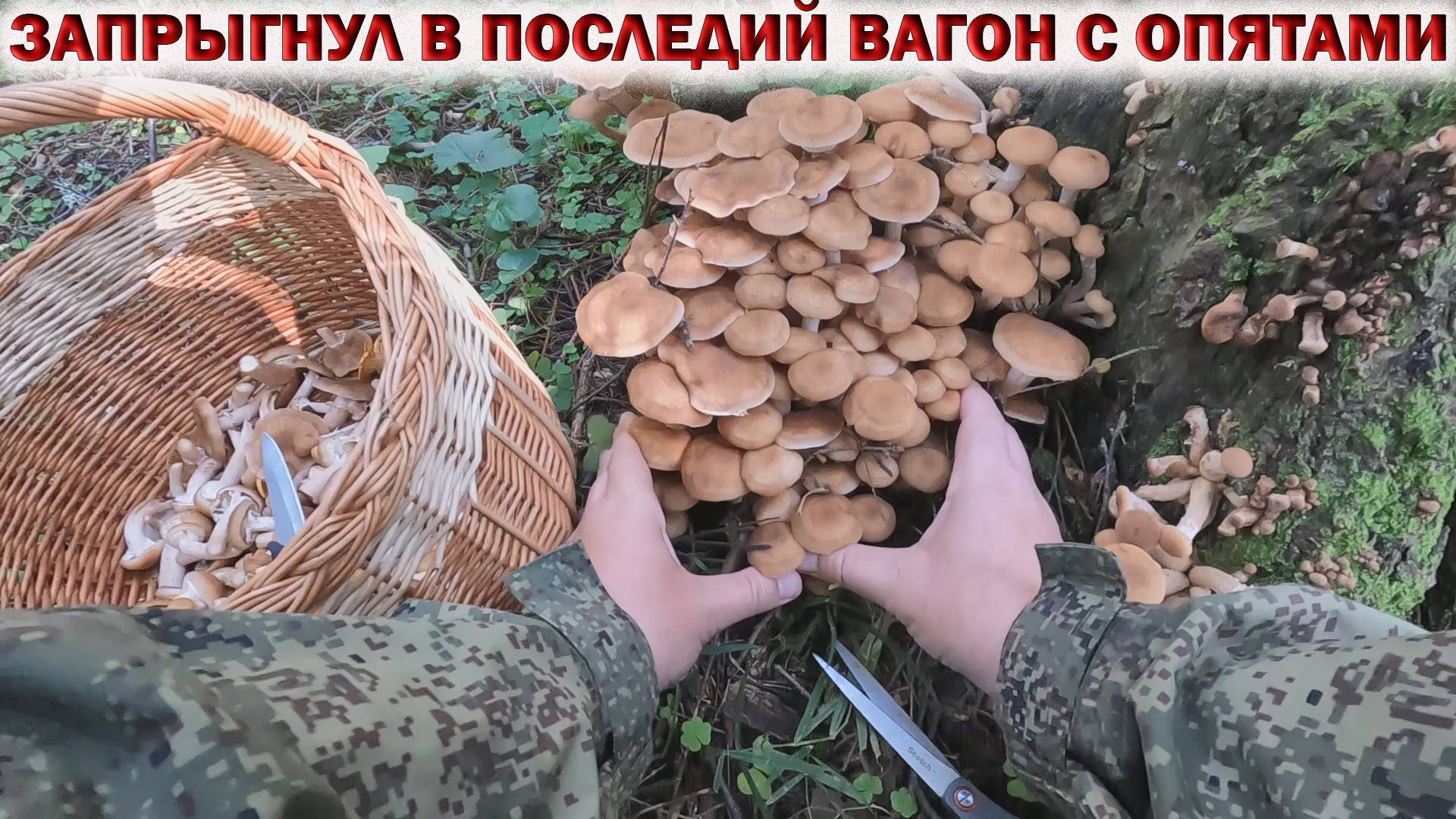 💥ЗАПРЫГНУЛ В ПОСЛЕДНИЙ ВАГОН С ОПЯТАМИ👉Грибы в Августе 2024🍄