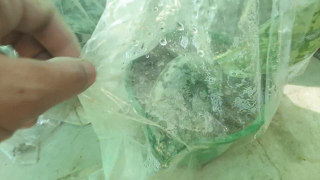 Indoor Plants for sale