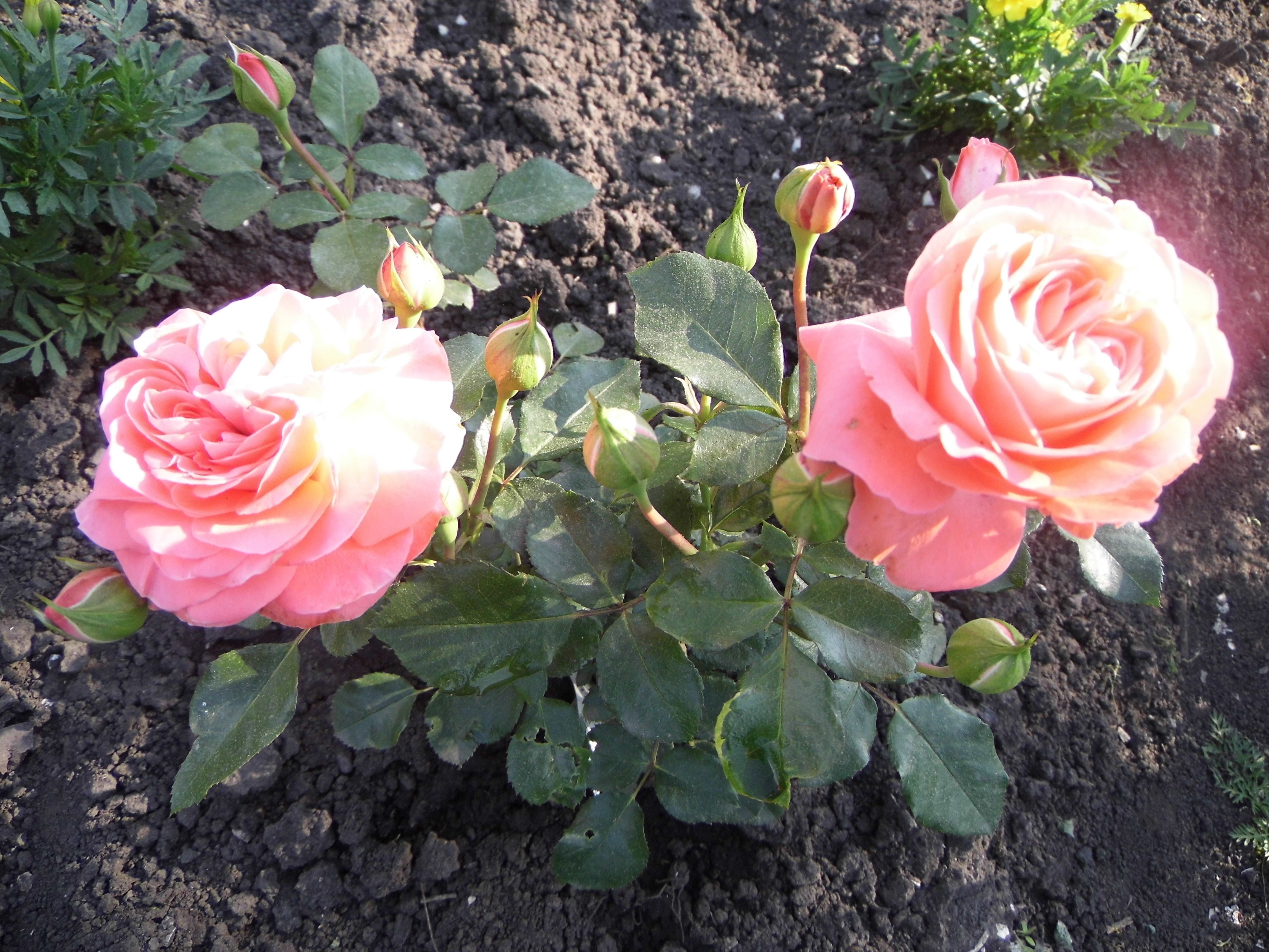 Моя роза флорибунда "Шакенборг" одна из лучших моих роз