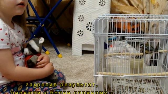 Приручаем большую синицу (Parus Major)
