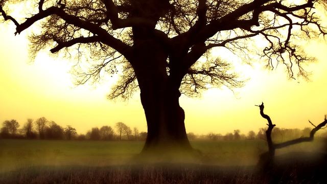 Органная музыка -И.С. Бах - Trio Sonata No.6 in G major