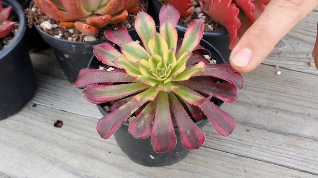 RED SUCCULENTS ❤🌱😍