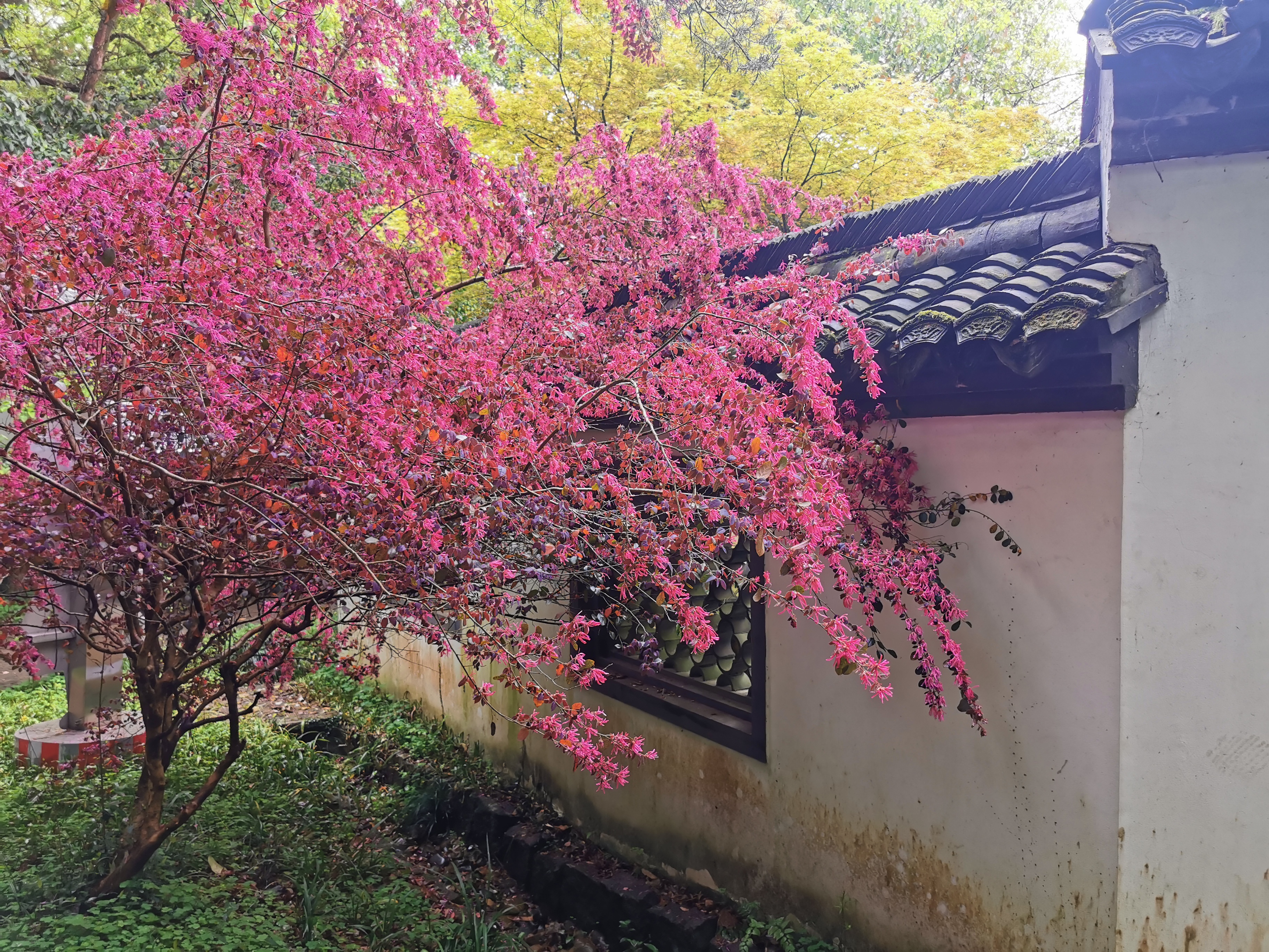 杭州寶石山寳埔道觀. Даосский монастырь Бао Пу на горе Бао Ши близ Ханчжоу.