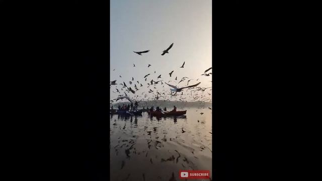 ТОП 3 - Это камера снимает все - Слоны пьют Воду из Бассейна